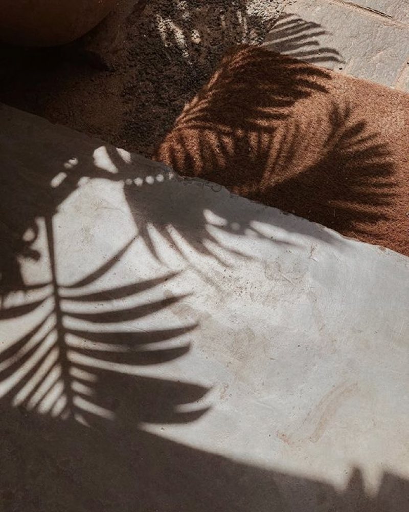 Palm shadow on plaster